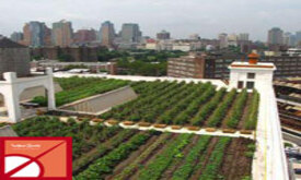 بام مزرعه ایده ای از دل باغ بام ها